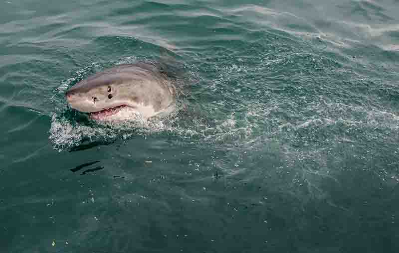 05 - Tiburon Blanco - Gansbaai - Sudafrica